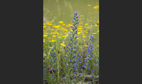 Gewöhnlicher Natternkopf (Echium vulgare)