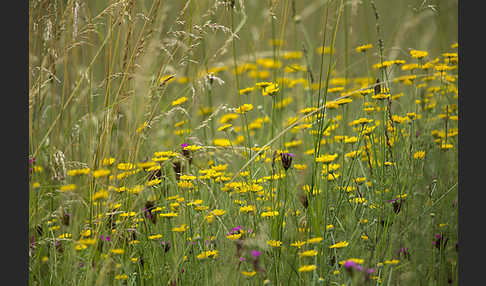 Färber-Hundskamille (Anthemis tinctoria)