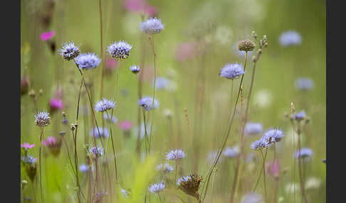 Ausdauerndes Sandglöckchen (Jasione laevis)