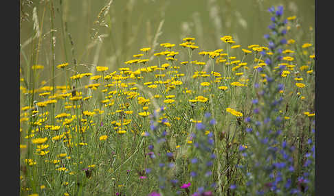 Färber-Hundskamille (Anthemis tinctoria)