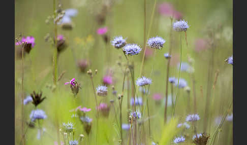 Ausdauerndes Sandglöckchen (Jasione laevis)