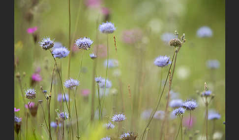 Ausdauerndes Sandglöckchen (Jasione laevis)