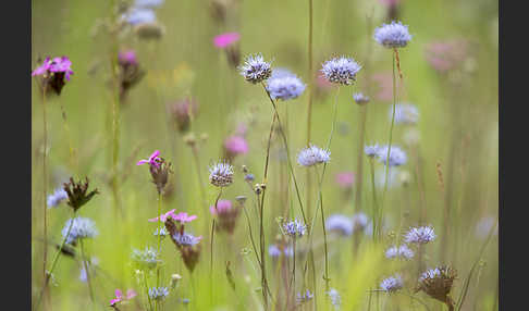 Ausdauerndes Sandglöckchen (Jasione laevis)