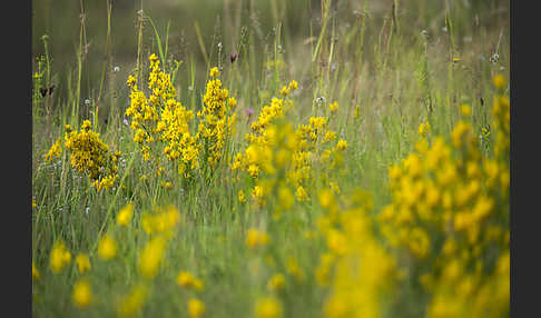 Färber-Ginster (Genista tinctoria)