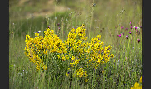 Färber-Ginster (Genista tinctoria)