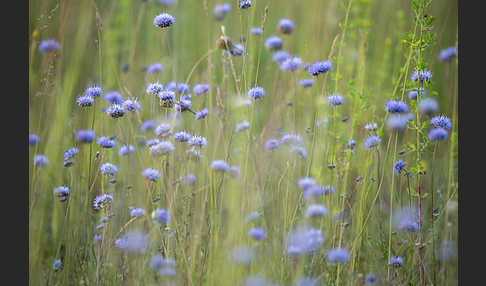 Ausdauerndes Sandglöckchen (Jasione laevis)