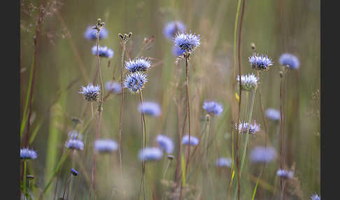 Ausdauerndes Sandglöckchen (Jasione laevis)