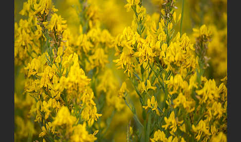 Färber-Ginster (Genista tinctoria)