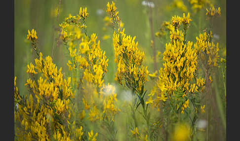 Färber-Ginster (Genista tinctoria)