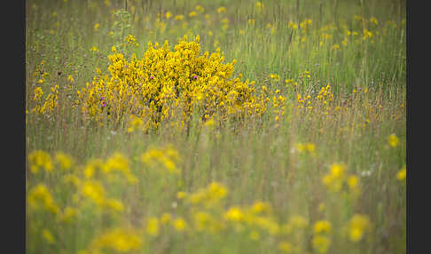 Färber-Ginster (Genista tinctoria)