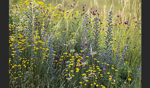 Färber-Hundskamille (Anthemis tinctoria)