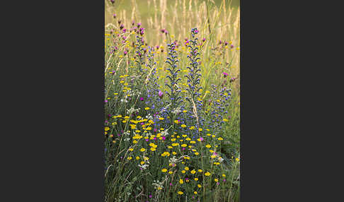 Färber-Hundskamille (Anthemis tinctoria)