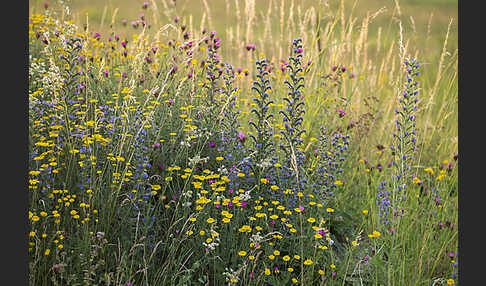 Färber-Hundskamille (Anthemis tinctoria)