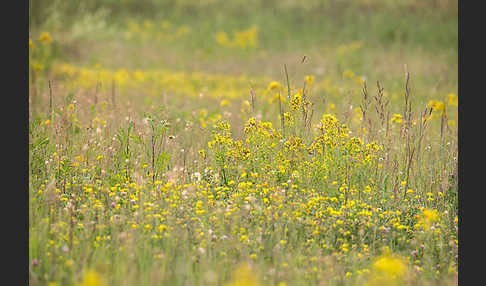 Echtes Johanniskraut (Hypericum perforatum)