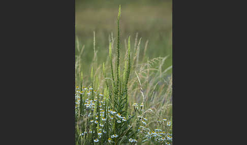 Färber-Wau (Reseda luteola)