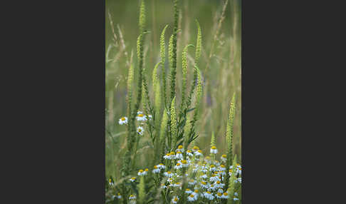 Färber-Wau (Reseda luteola)