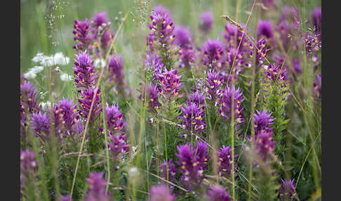 Acker-Wachtelweizen (Melampyrum arvense)