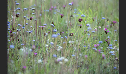 Ausdauerndes Sandglöckchen (Jasione laevis)