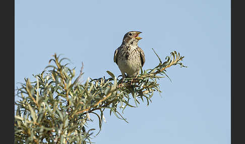 Grauammer (Miliaria calandra)