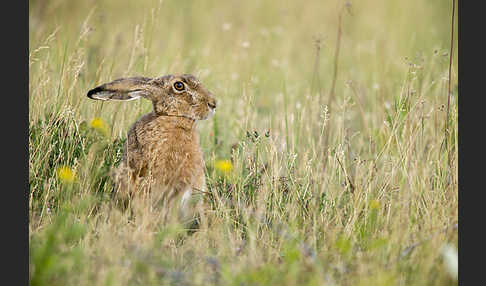 Feldhase (Lepus europaeus)