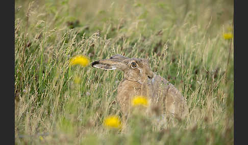 Feldhase (Lepus europaeus)