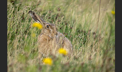 Feldhase (Lepus europaeus)