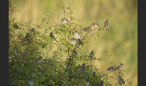 Feldsperling (Passer montanus)