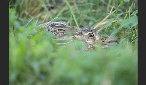 Feldhase (Lepus europaeus)