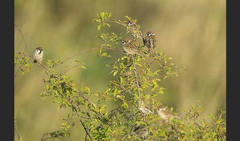 Feldsperling (Passer montanus)