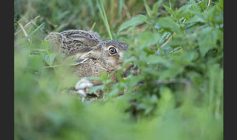 Feldhase (Lepus europaeus)