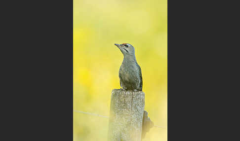 Grauspecht (Picus canus)