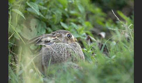 Feldhase (Lepus europaeus)