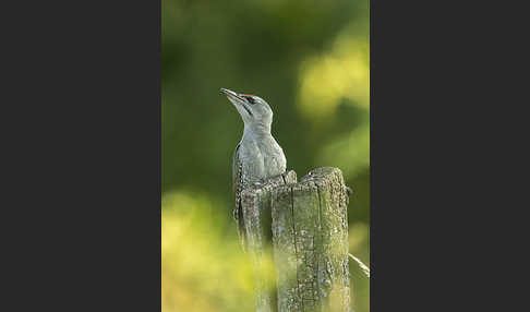 Grauspecht (Picus canus)