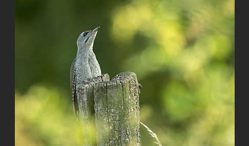 Grauspecht (Picus canus)