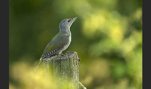 Grauspecht (Picus canus)