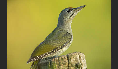 Grauspecht (Picus canus)