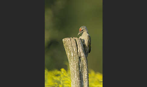 Grauspecht (Picus canus)