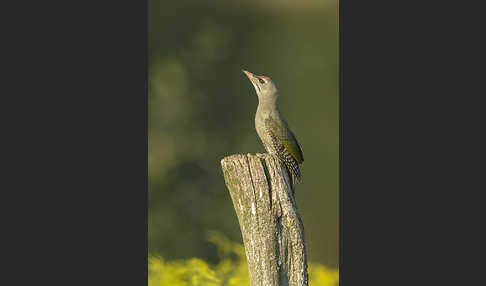 Grauspecht (Picus canus)