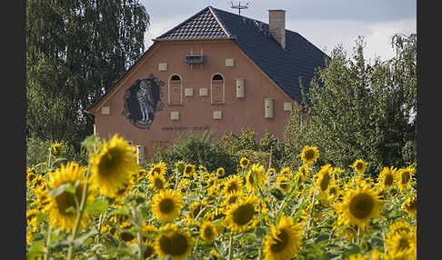 Nistkasten (nest box)