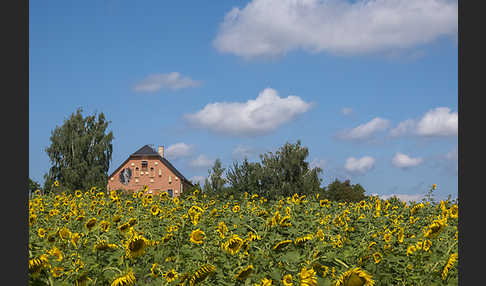 Nistkasten (nest box)