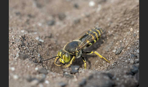 Kreiselwespe (Bembix rostrata)