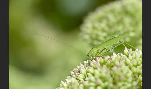 Gemeine Sichelschrecke (Phaneroptera falcata)