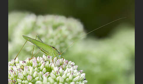 Gemeine Sichelschrecke (Phaneroptera falcata)