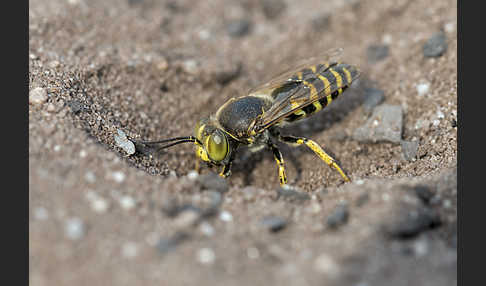 Kreiselwespe (Bembix rostrata)