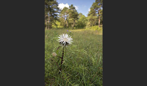 Silberdistel (Carlina acaulis)