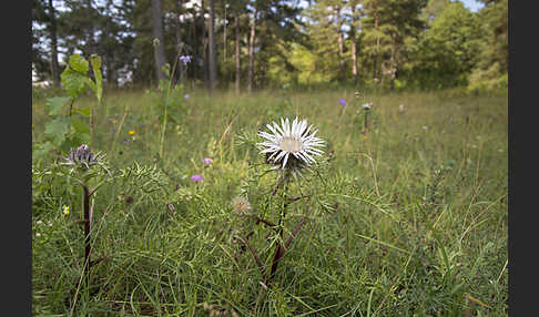 Silberdistel (Carlina acaulis)