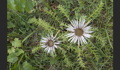 Silberdistel (Carlina acaulis)