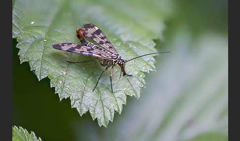 Skorpionsfliege spec. (Panorpa spec.)