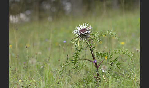 Silberdistel (Carlina acaulis)