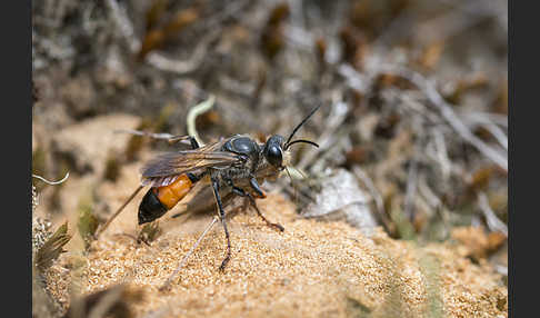 Heuschreckensandwespe (Sphex funerarius)